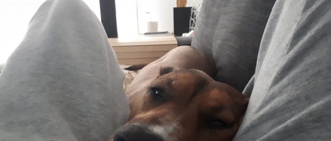 Δώρα για το σκυλάκι σου! Για το σπίτι και την εκδρομή